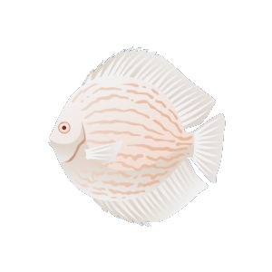 Albino Discus